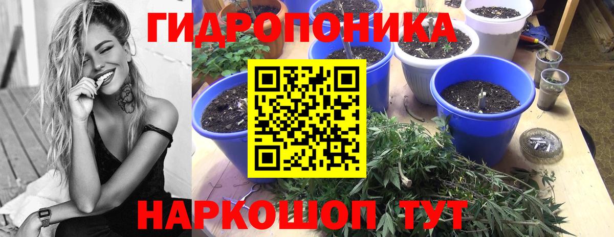 Бошки Шишки семена Великие Луки